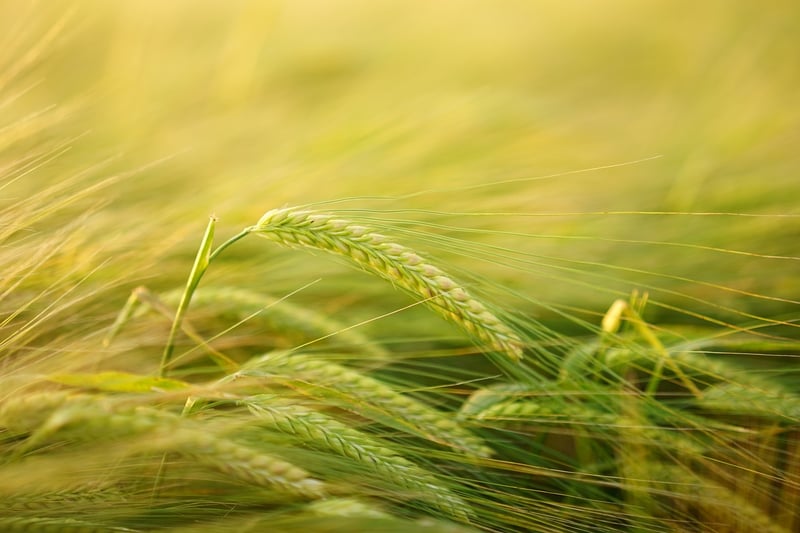 Internal Energy Cultivation