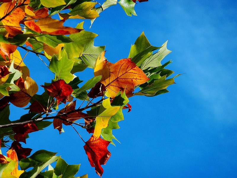 Walking in Autumn